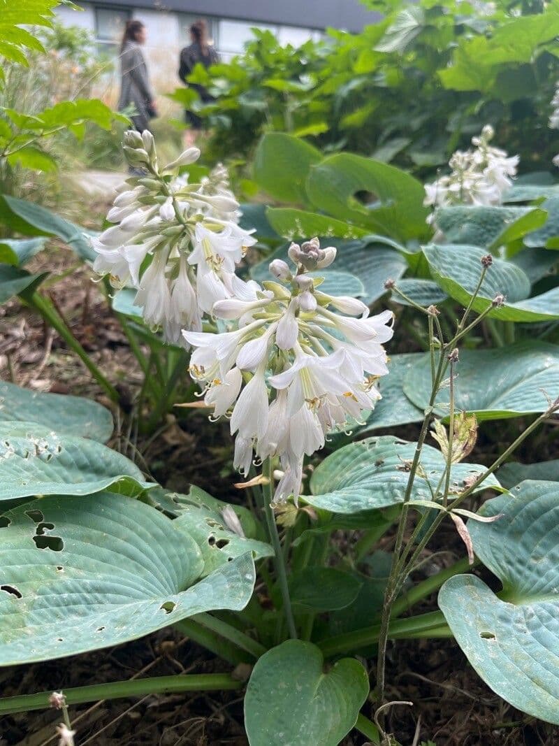 Hosta 5