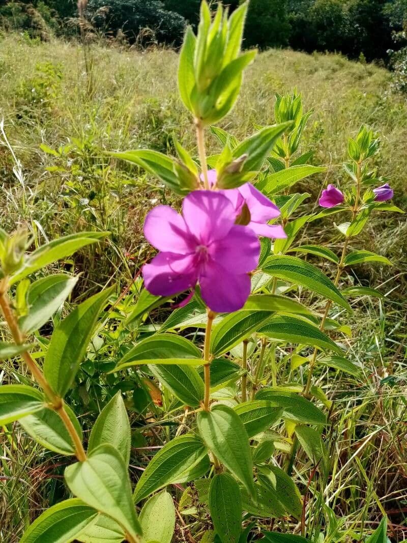 Rhynchanthera grandiflora 5