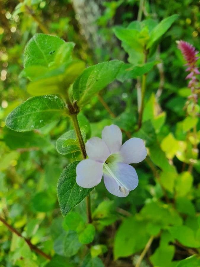 Barleria 3