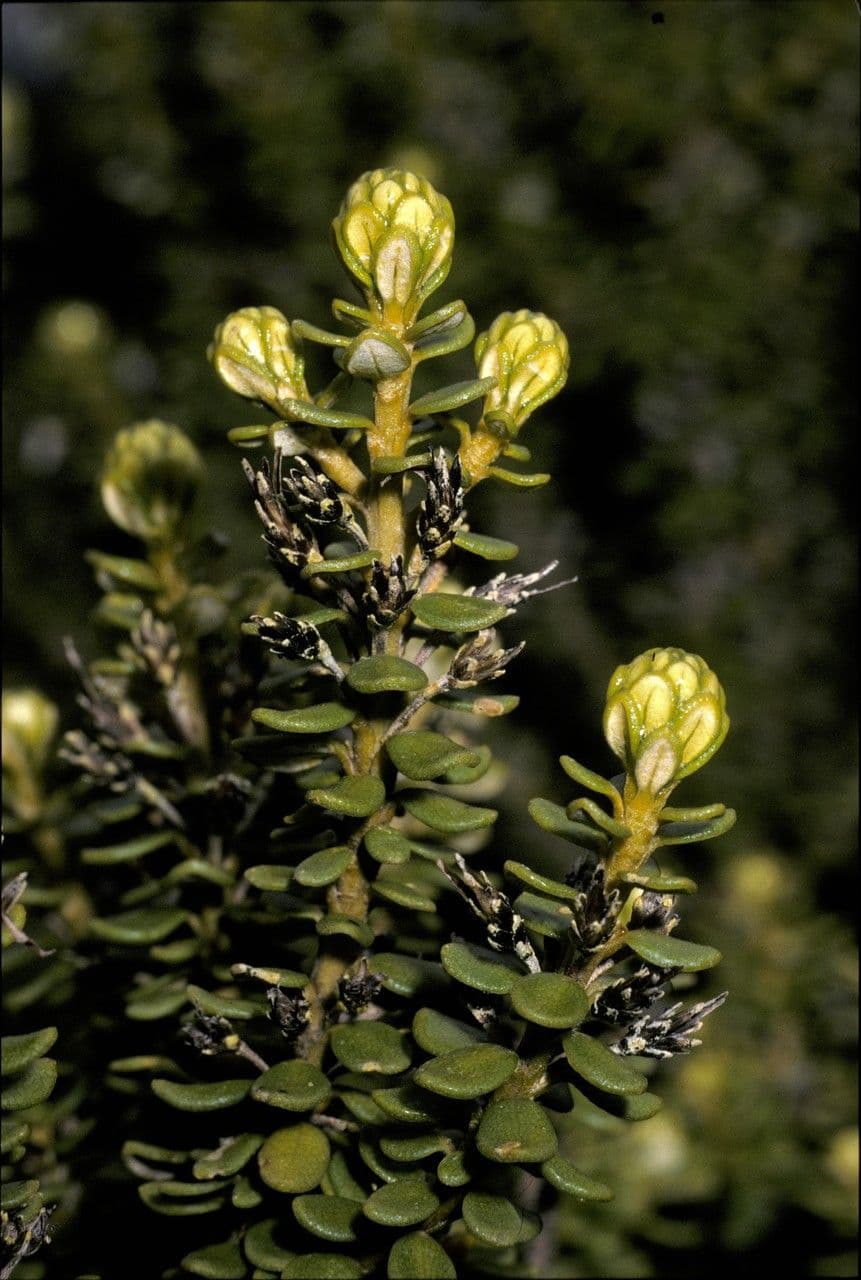 Olearia