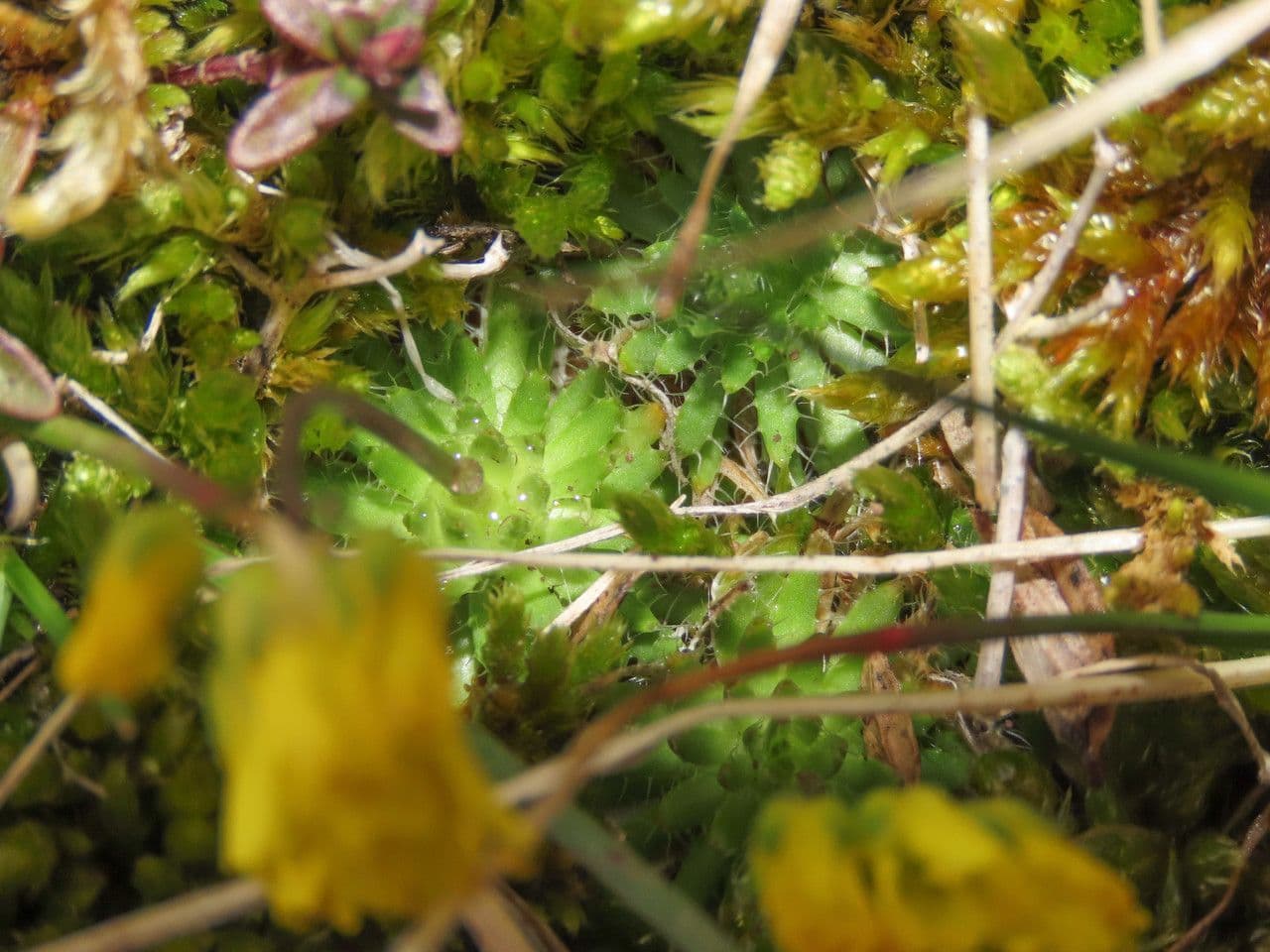 Draba aizoides 20