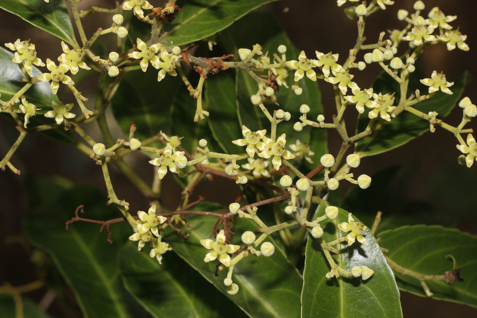Hippocratea 9