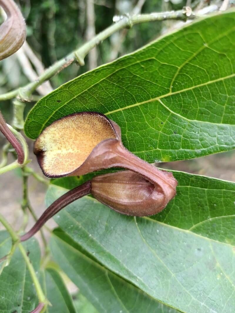 Floridaschwanz 3