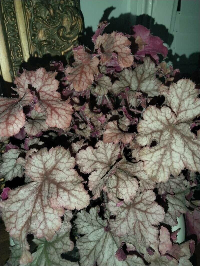 Heuchera 23