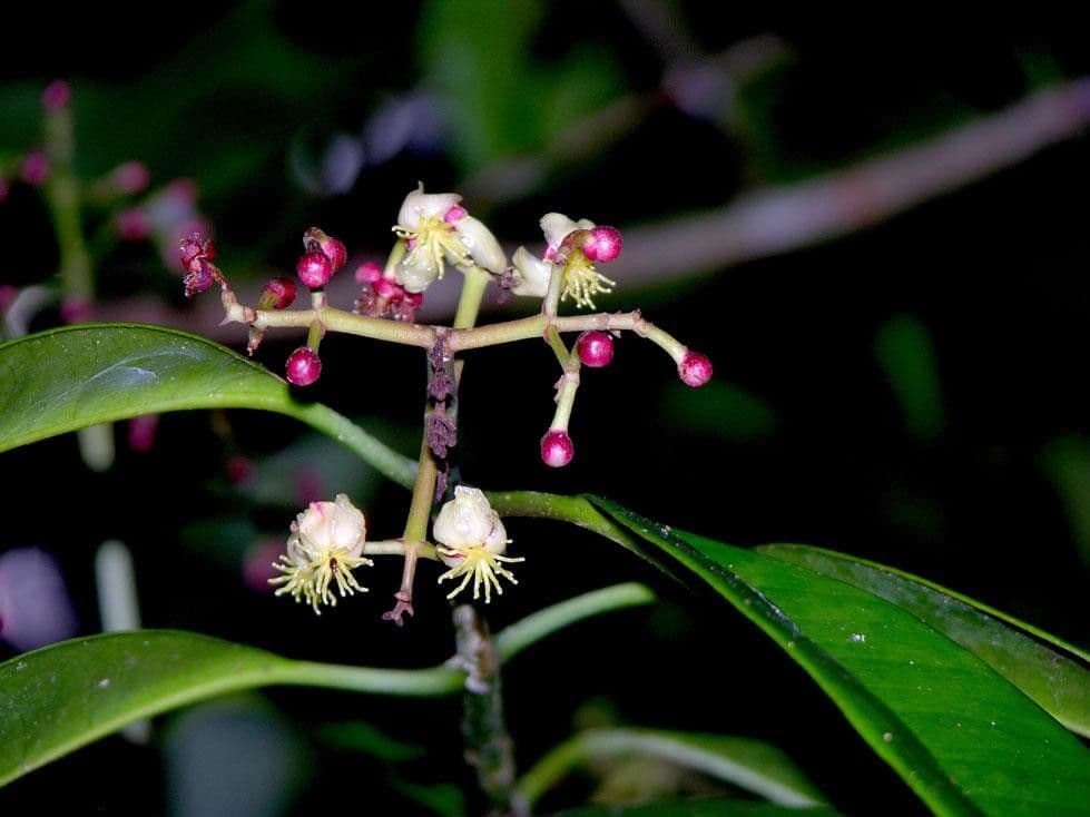 Chrysochlamys 13
