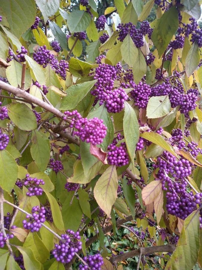 Callicarpa 5