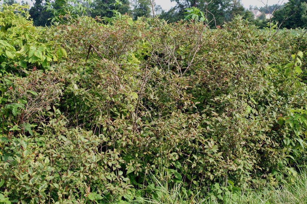 Dřín latnatý 13