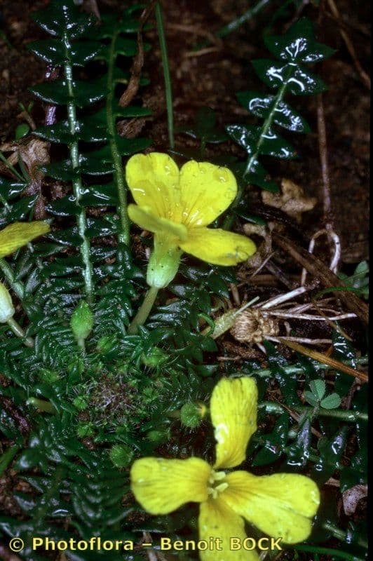 Morisia monanthos 16