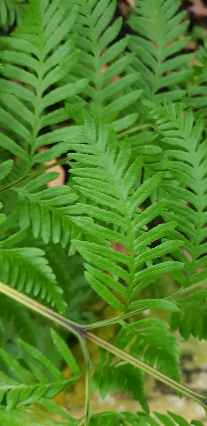 Pteris tremula 7