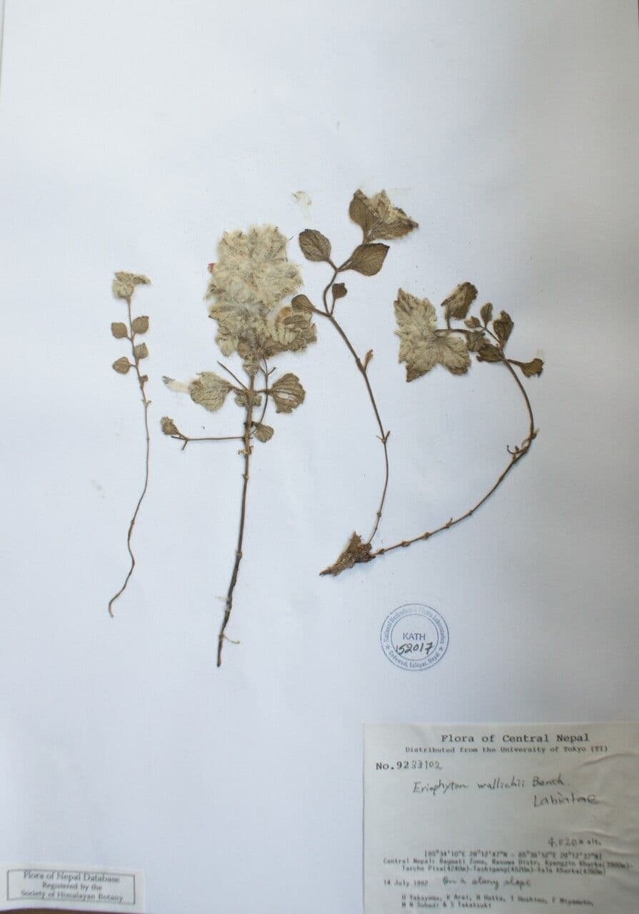 Eriophyton 5