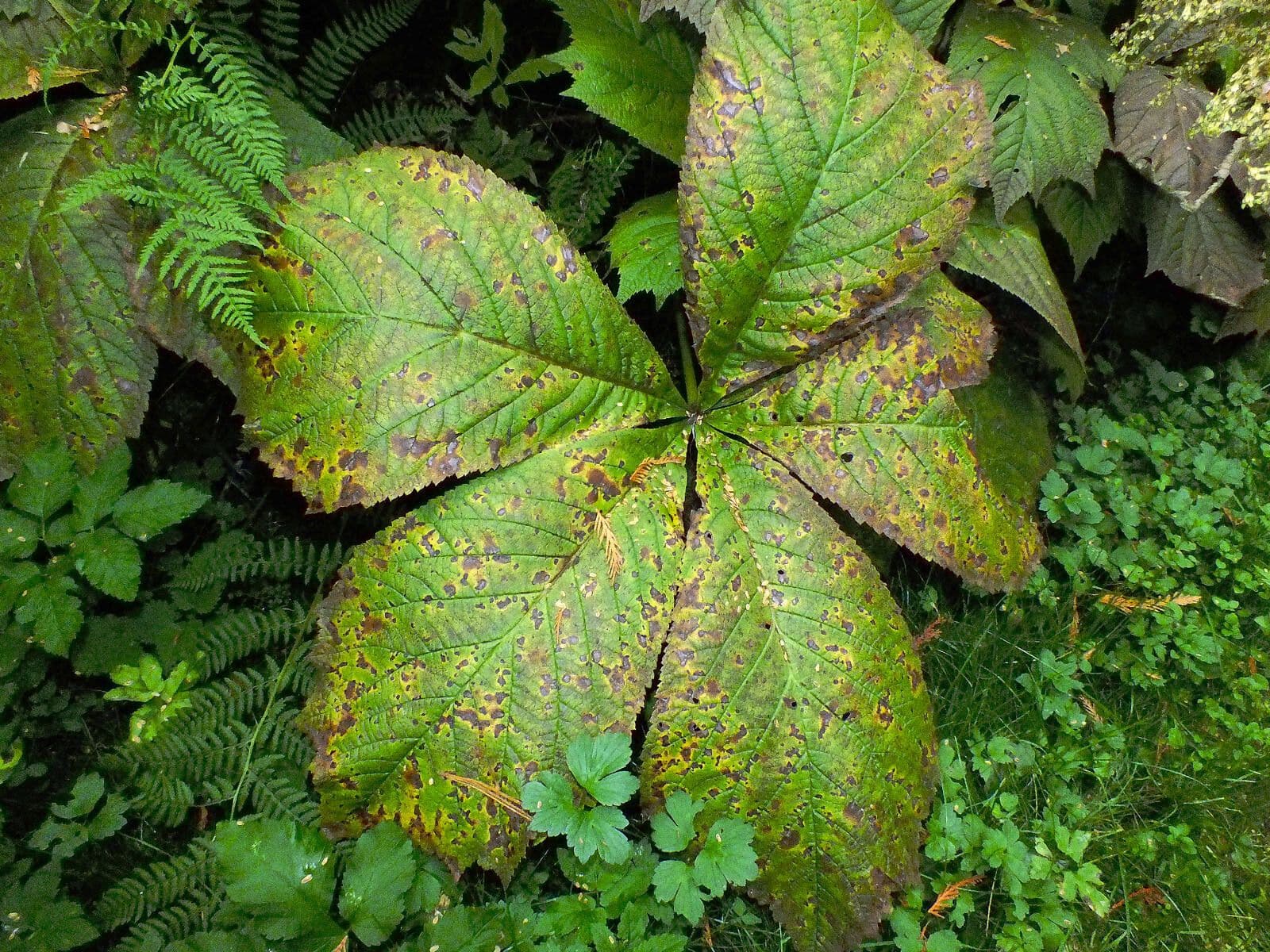 Rodgersia stopkatá 13
