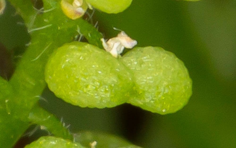 Lappola comune 2