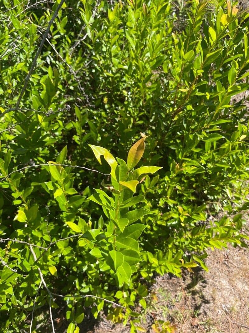 Lyonia lucida 11