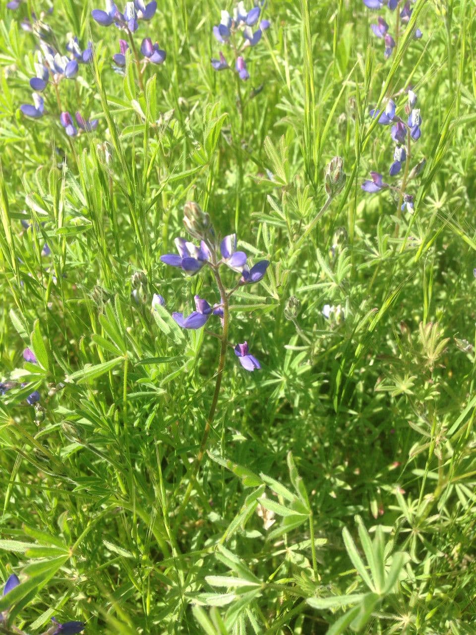 Lupinella bicolore 11