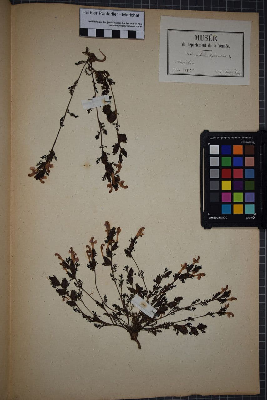 Pedicolare silvatica 25