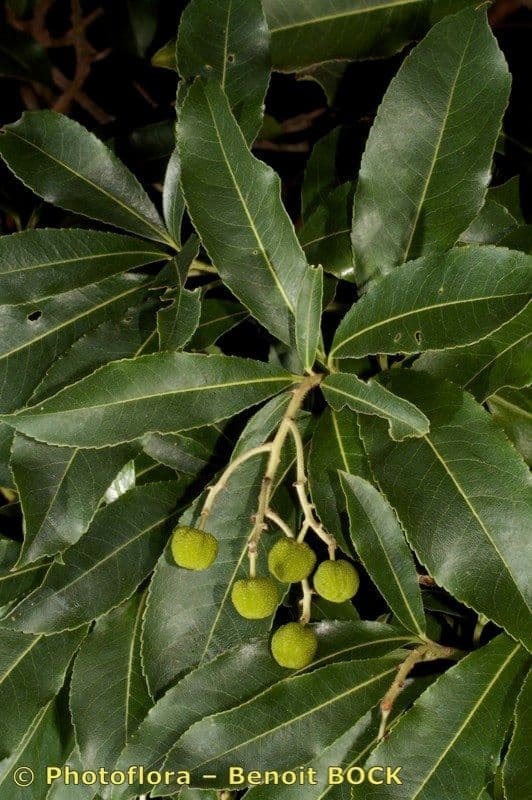 Albero di fragole 27