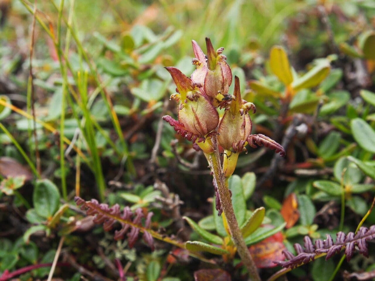Pedicularis di Oeder 6