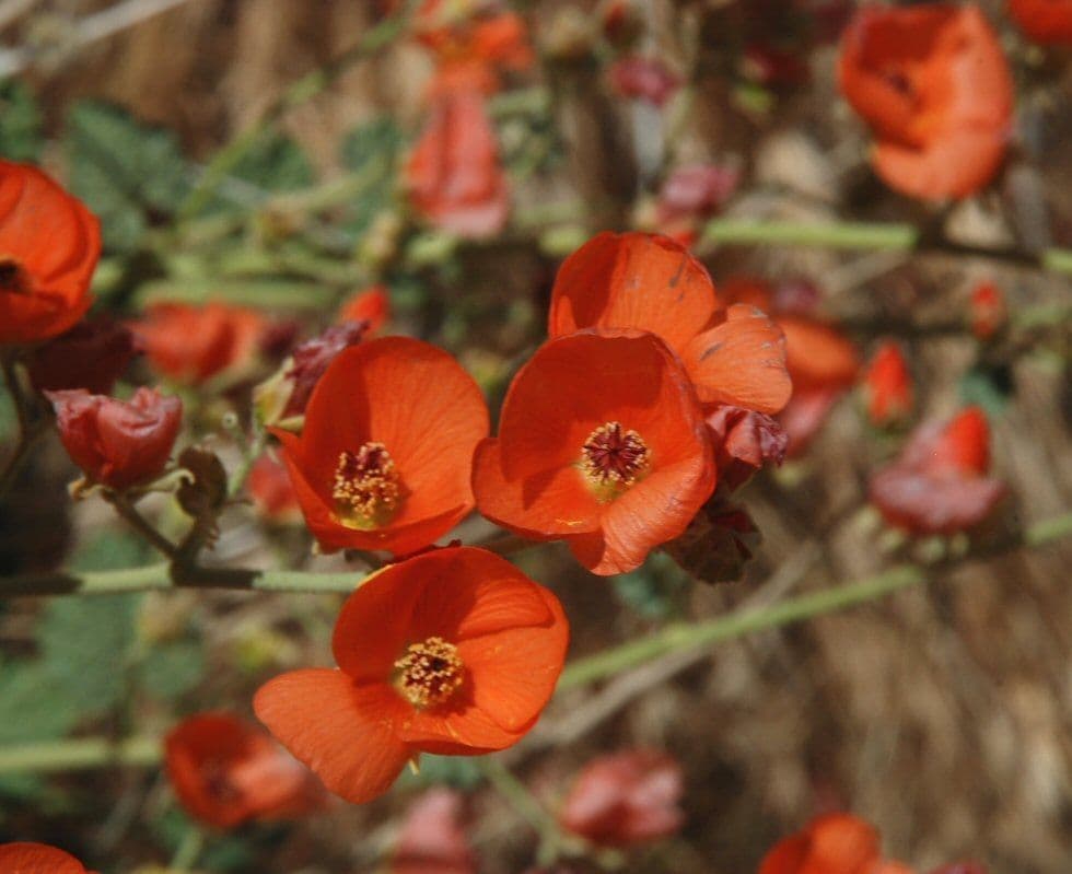 Sphaeralcea 4