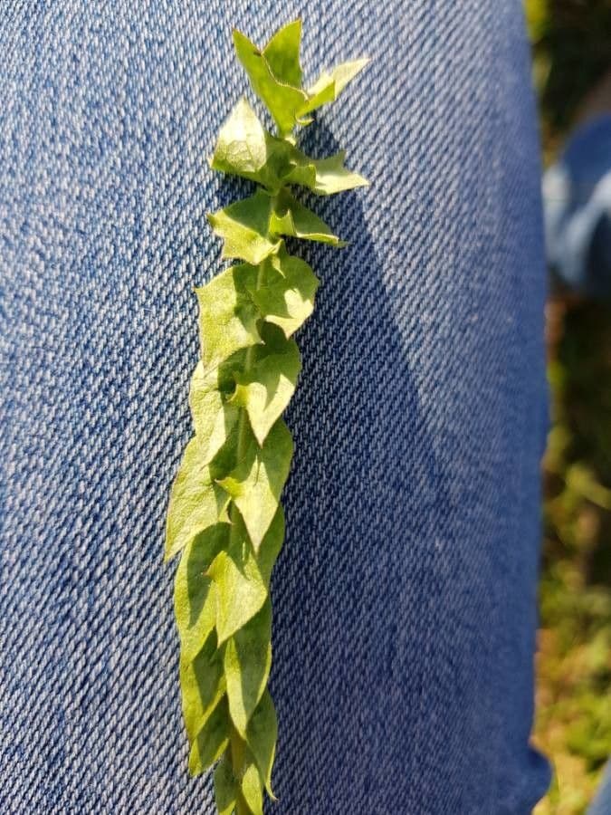 Hyoseris radiata 24