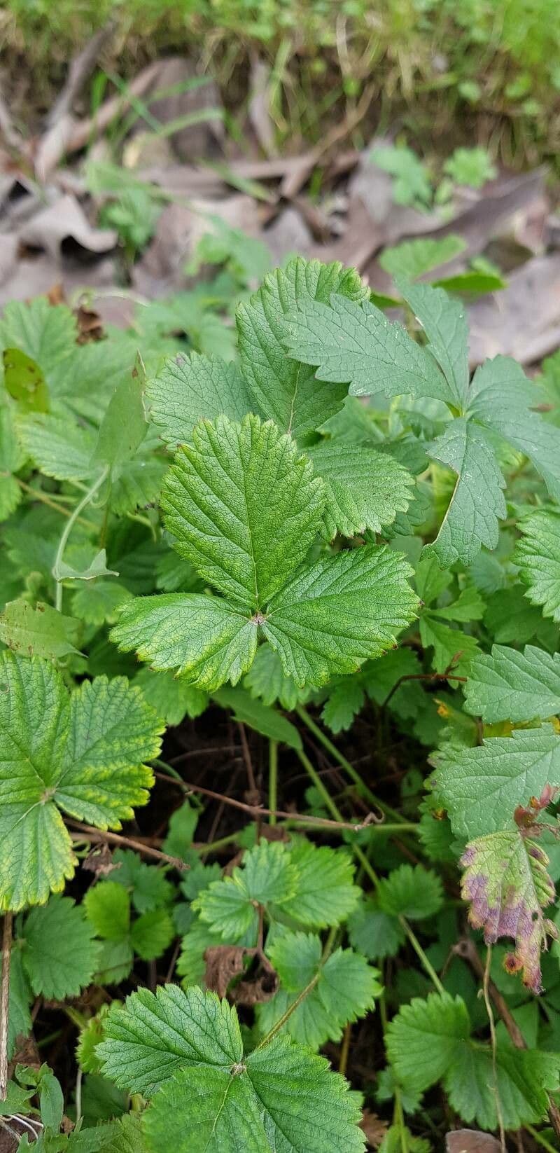 Cinquefoglie rupestre 15