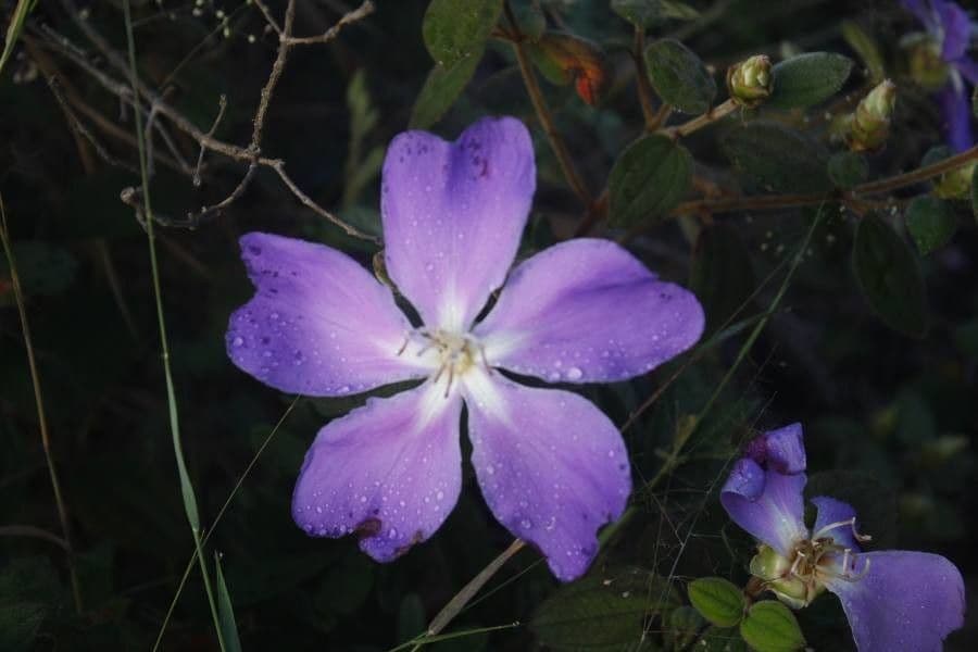Pleroma