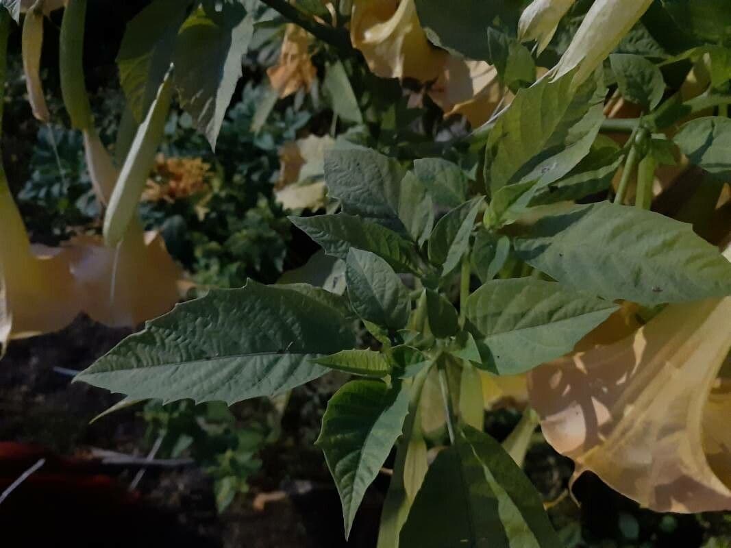 Datura 20