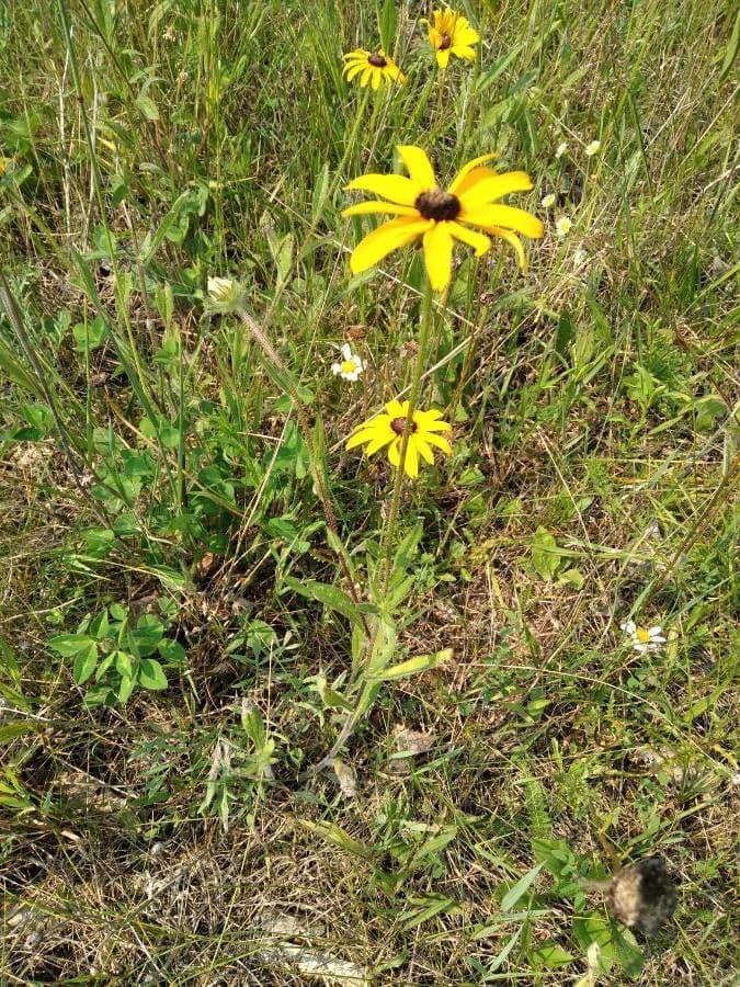 Rudbekia srstnatá 26