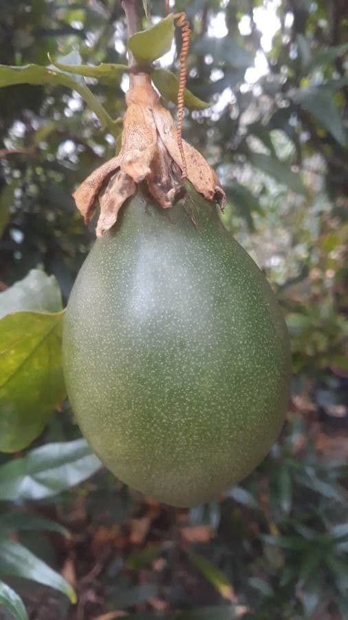 Passiflora 4