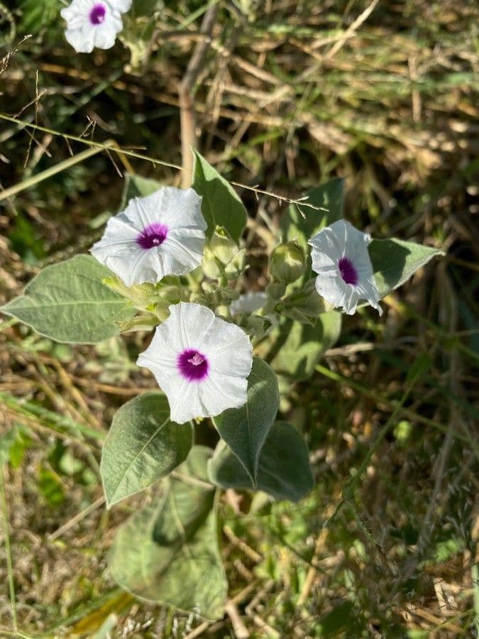 Astripomoea 5