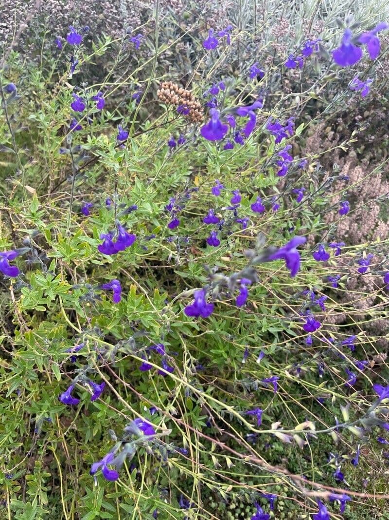 Salvia germandrina 3