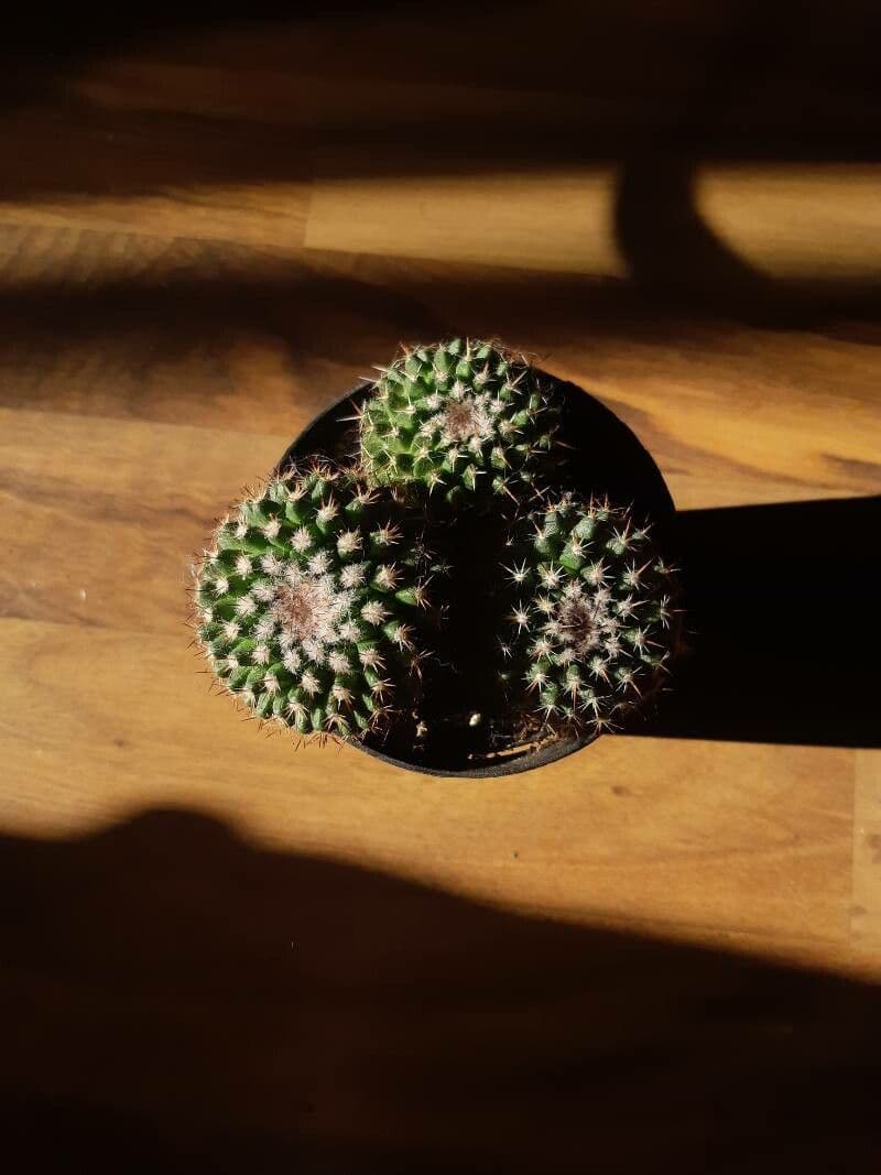 Mammillaria 8