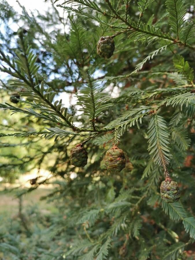 Sequoia sempreverde