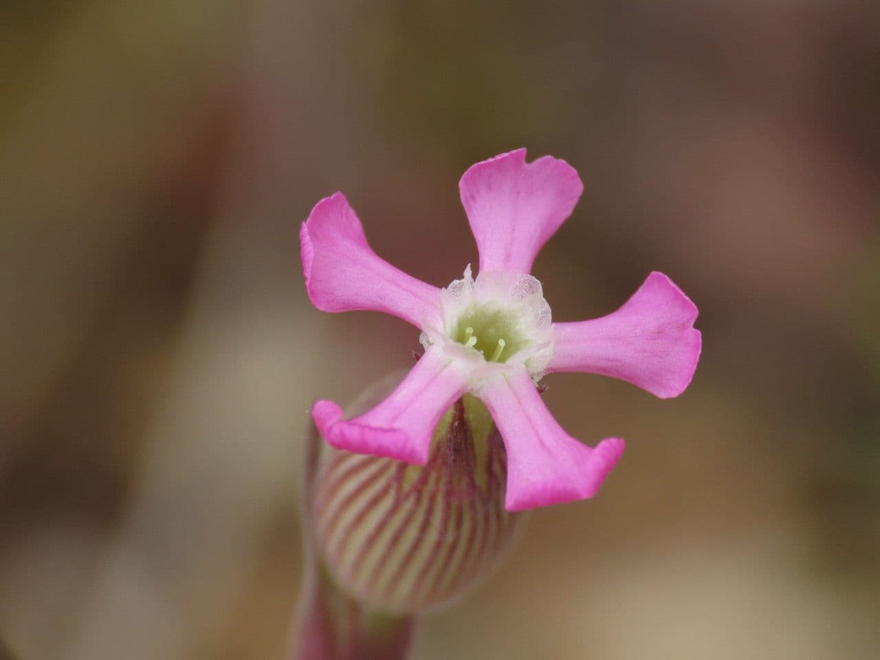 Silene conica 10