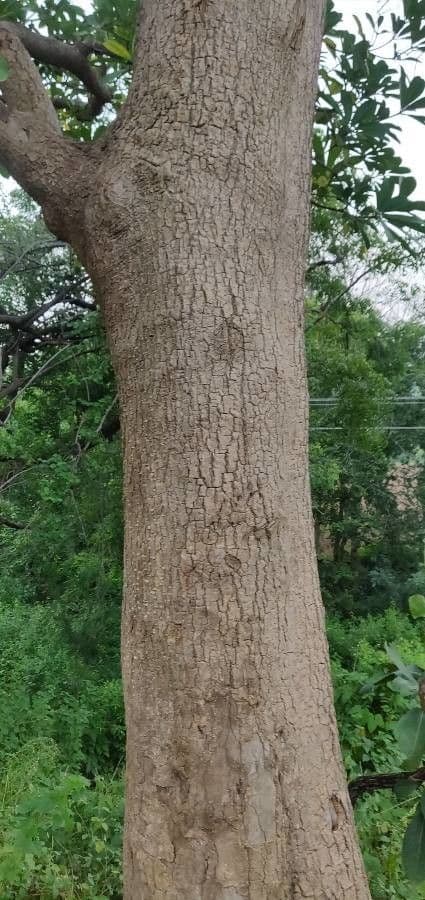 Alstonia 25