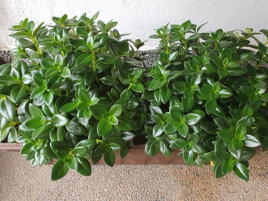 Nematanthus 6