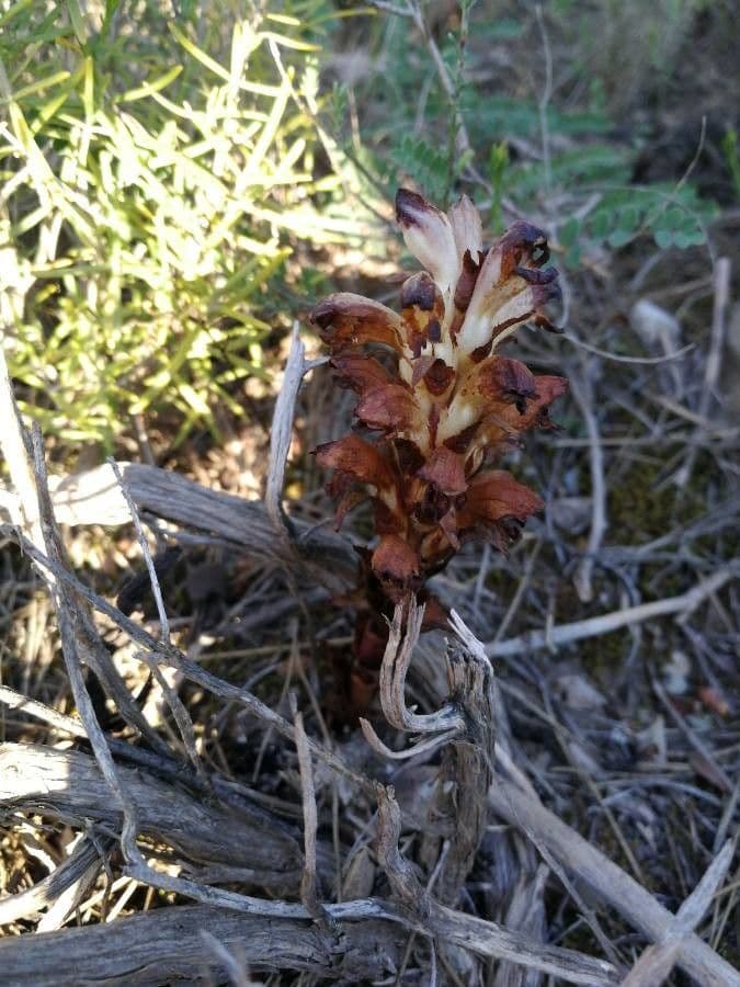 Orobanca variegata 12
