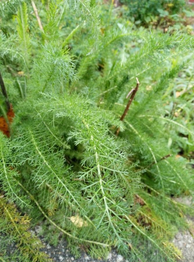 Achillée millefeuille 17