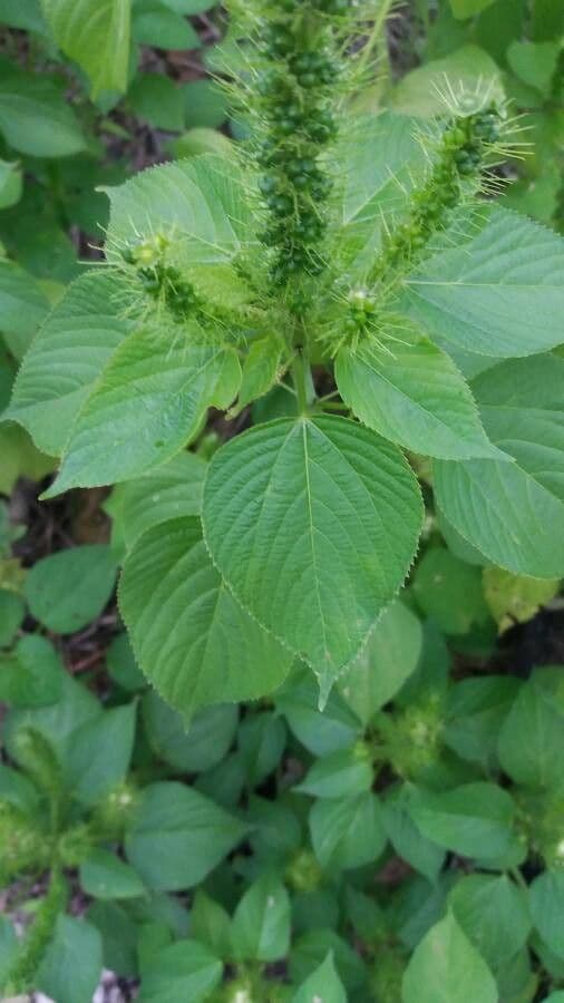 Acalypha 6