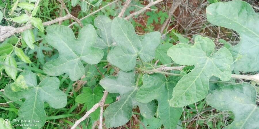 Coccinia 6