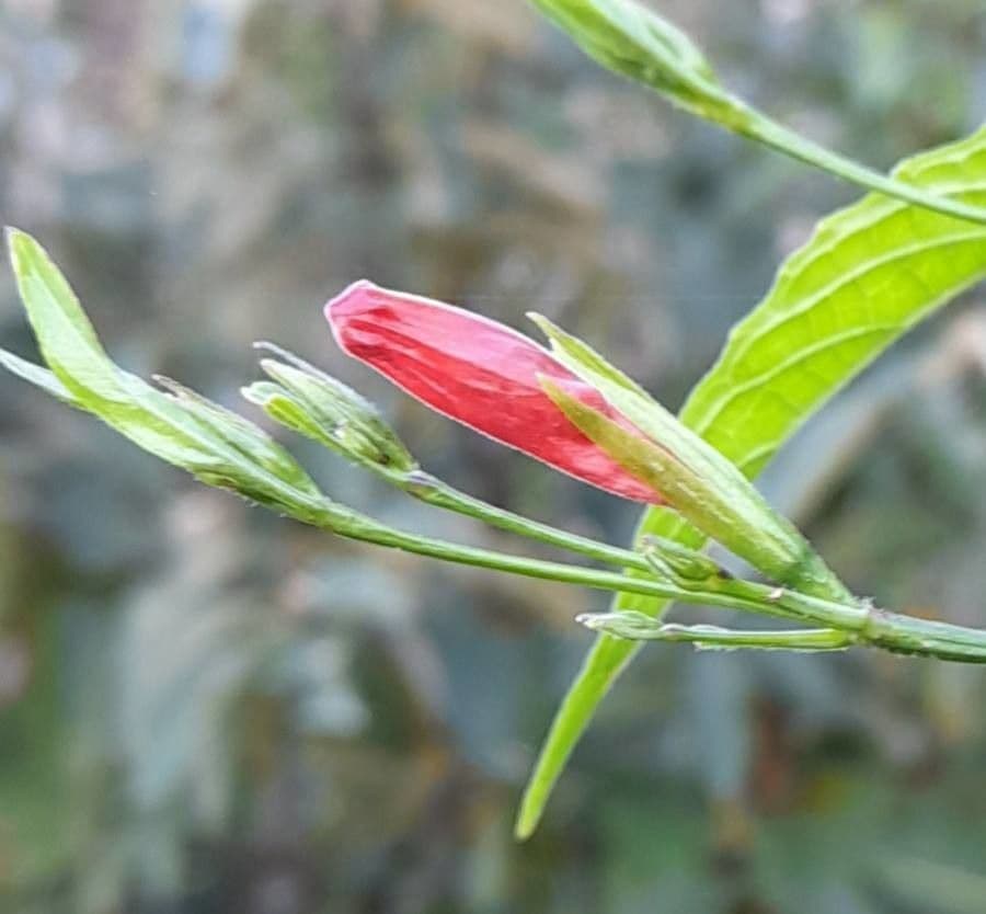 Ruellia angustiflora 2