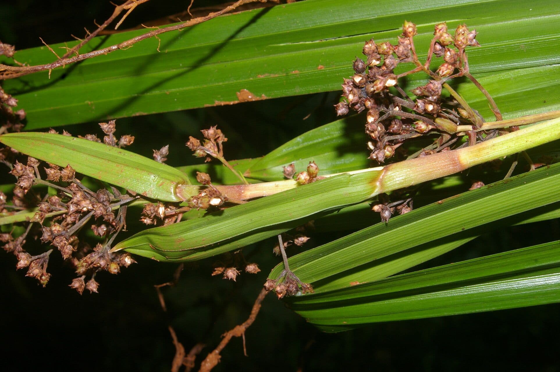 Becquerelia cymosa