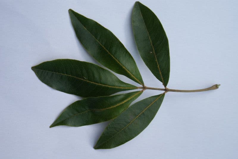 Cossinia pinnata 26