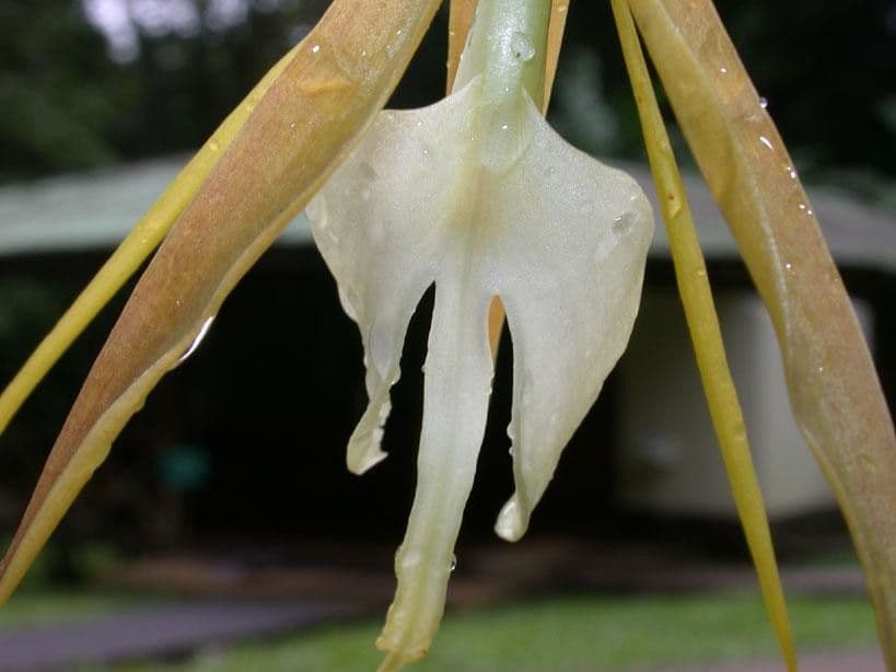 Orchidée nocturne 2