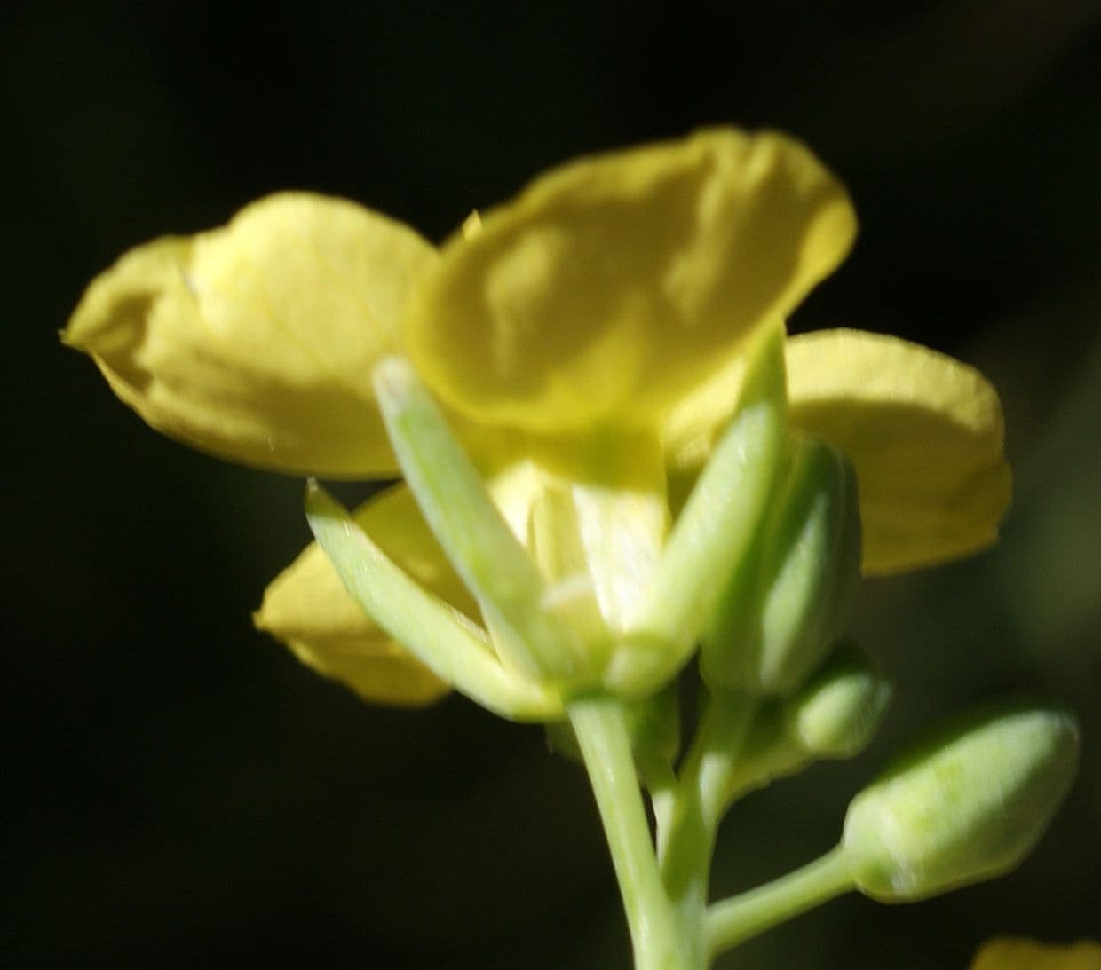Conringia orientale 6