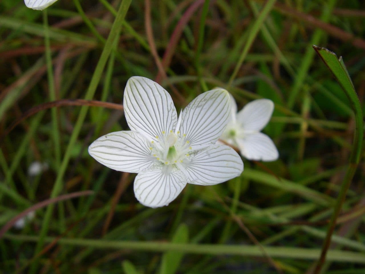 Parnassia glauca