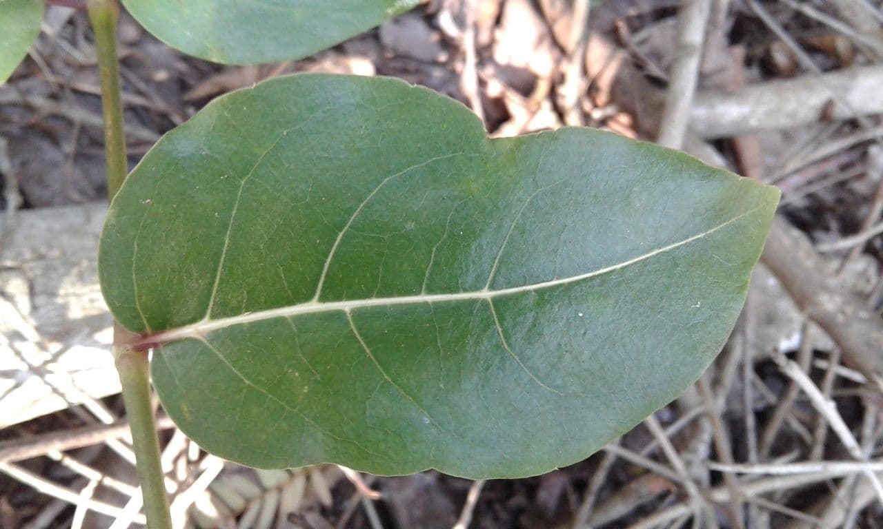 Polyscias 2