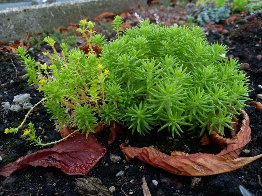 Sedum messicano 9