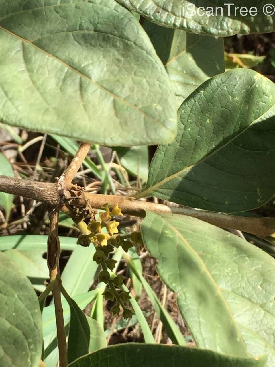 Vangueria 15