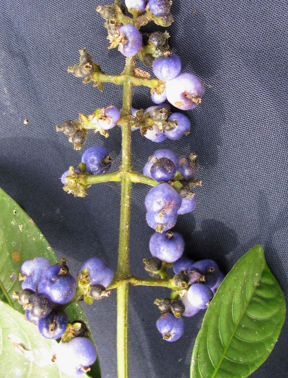 Psychotria rameuse 19