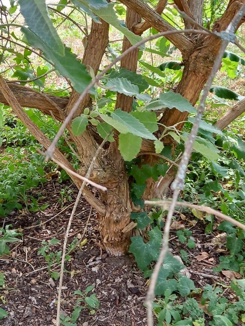 Albero delle farfalle 12